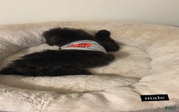 Schnoodle dogs for sale: Dallas - Image 3