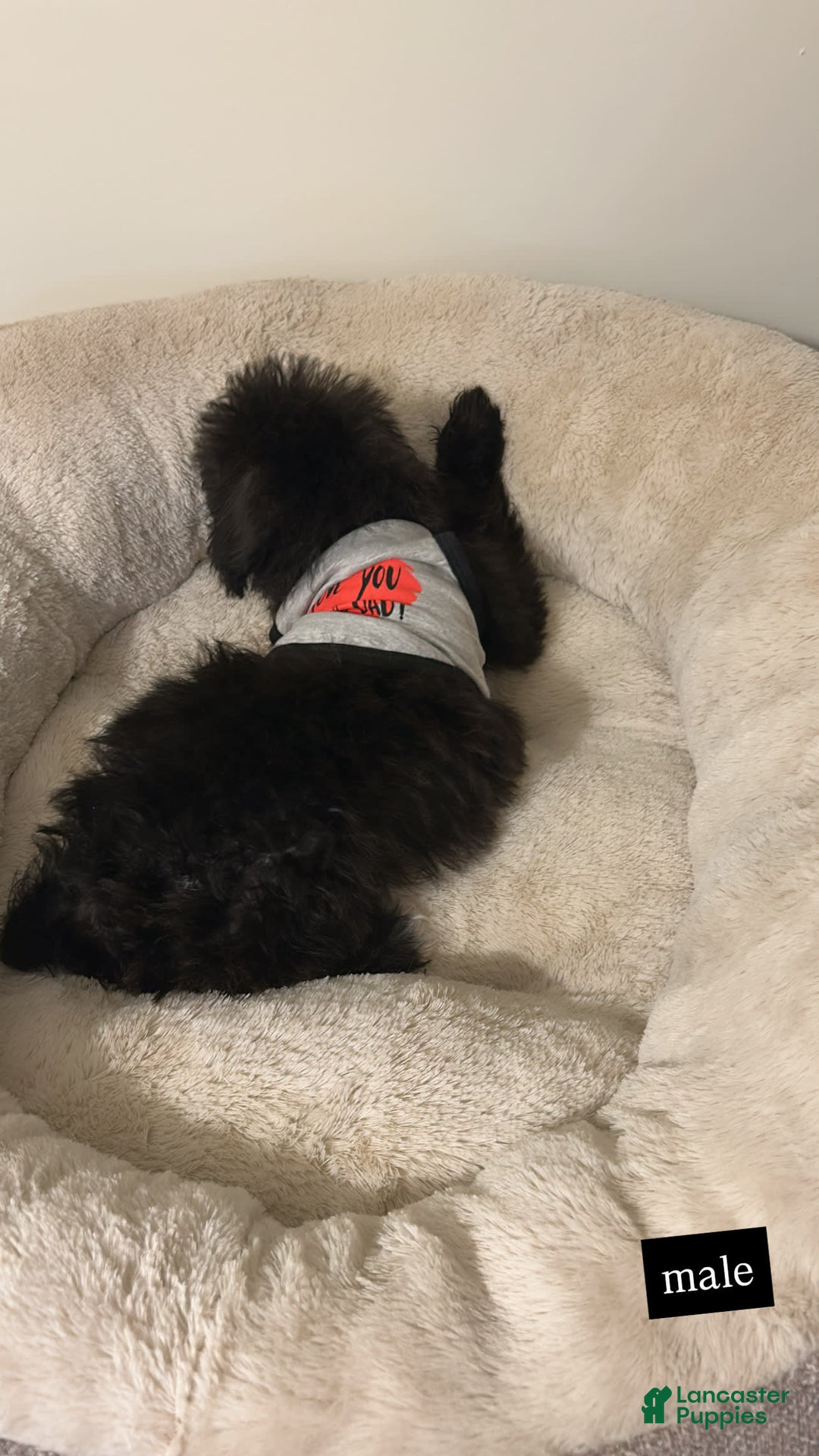 Schnoodle dogs for sale: Dallas - Image 3