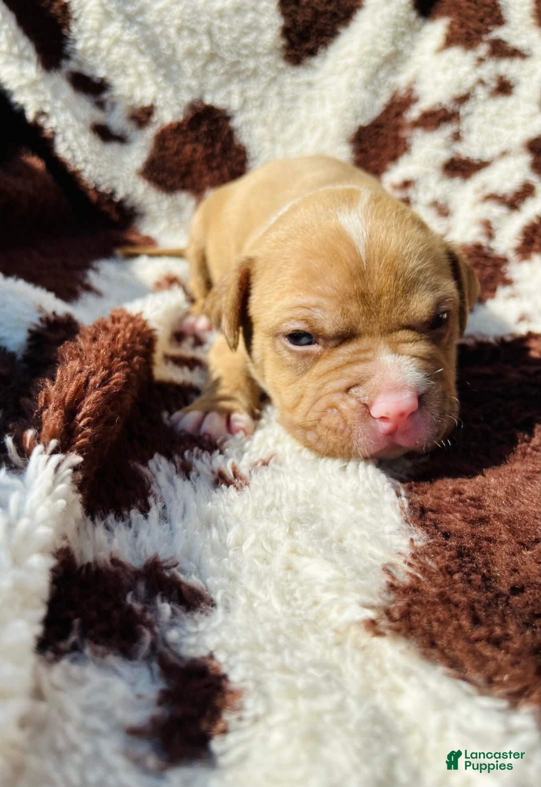 American Bully dogs for sale: Brody - Image 1