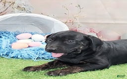 Catahoula Leopard Dog dogs for sale: Love Bug 2025 M1 - Image 4