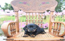 Miniature Dachshund dogs for sale: Josephine - Image 1