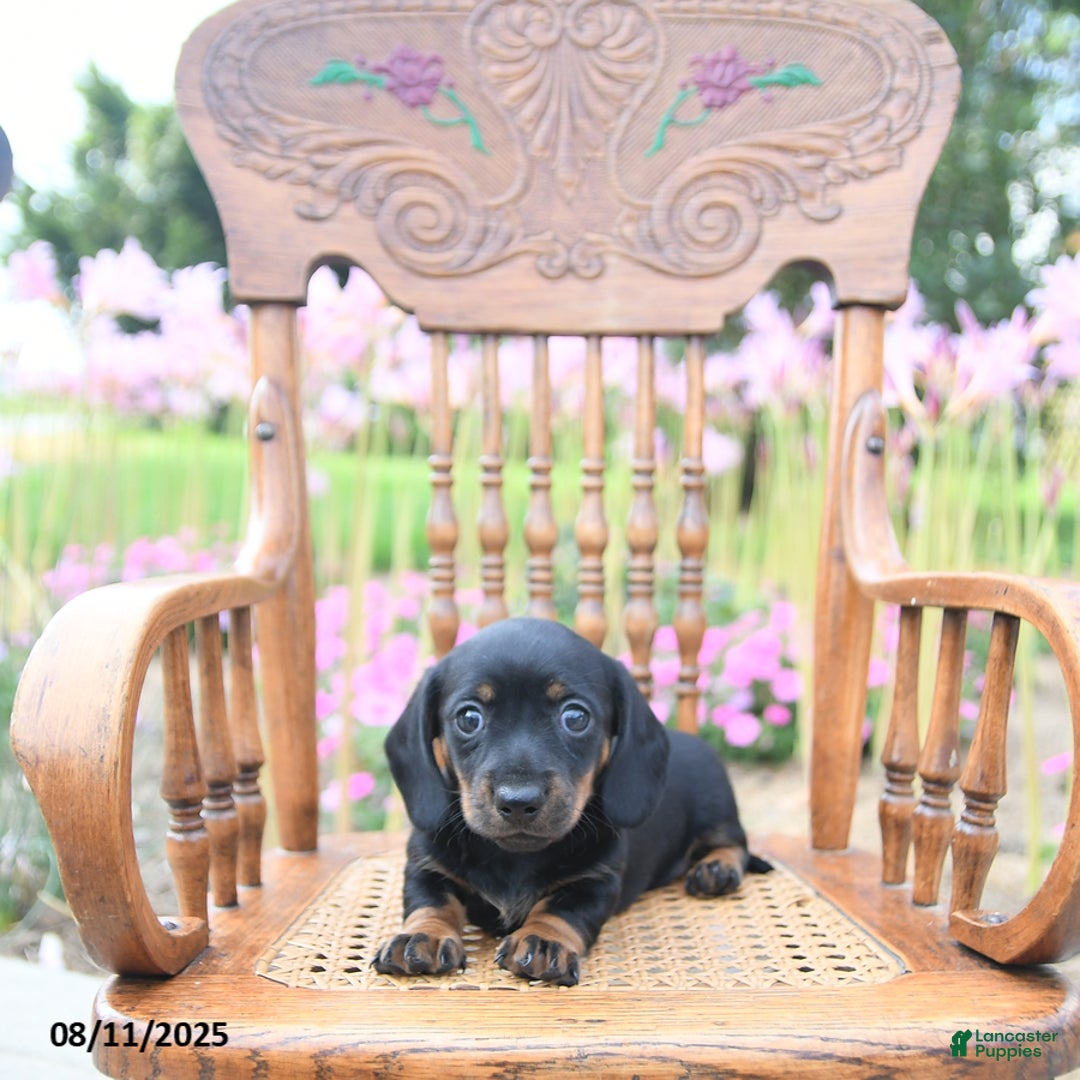 Miniature Dachshund dogs for sale: Josephine - Image 1