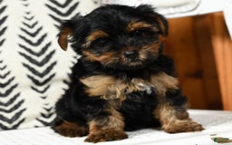 Yorkshire Terrier dogs for sale: Daisy - Image 3