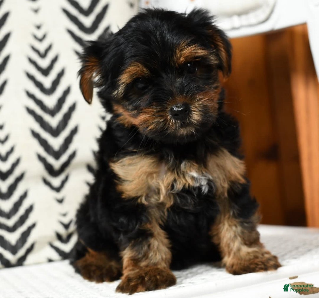 Yorkshire Terrier dogs for sale: Daisy - Image 3