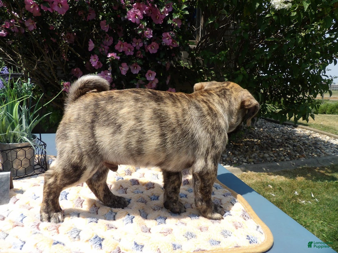 Pug dogs for sale: Casper - Image 2