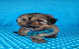Shih Tzu dogs for sale: Koda - Image 3