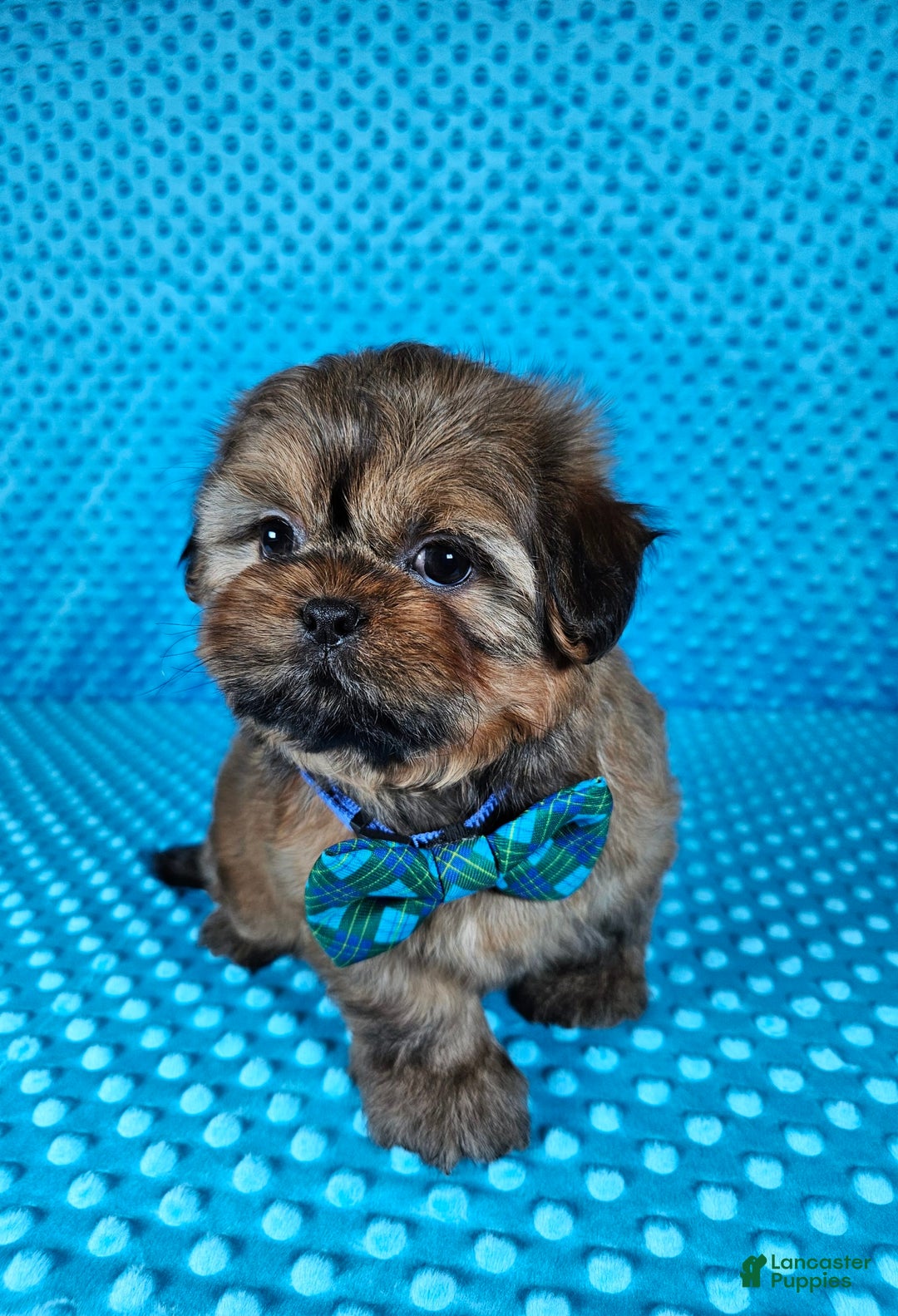 Shih Tzu dogs for sale: Koda - Image 3