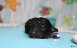 Toy Poodle dogs for sale: Jett - Image 9