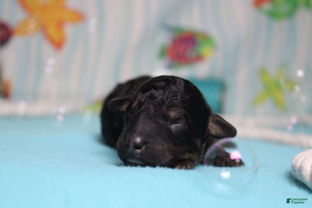 Toy Poodle dogs for sale: Jett - Image 9