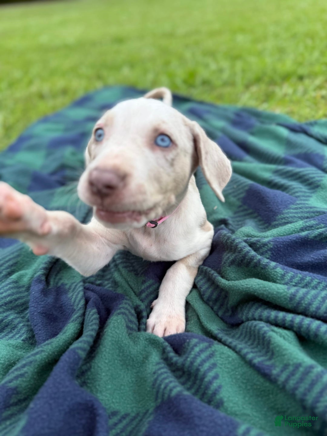 Catahoula Leopard Dog dogs for sale: Pink - Image 4