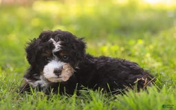 Mini Bernedoodle dogs for sale: Mia - Image 2