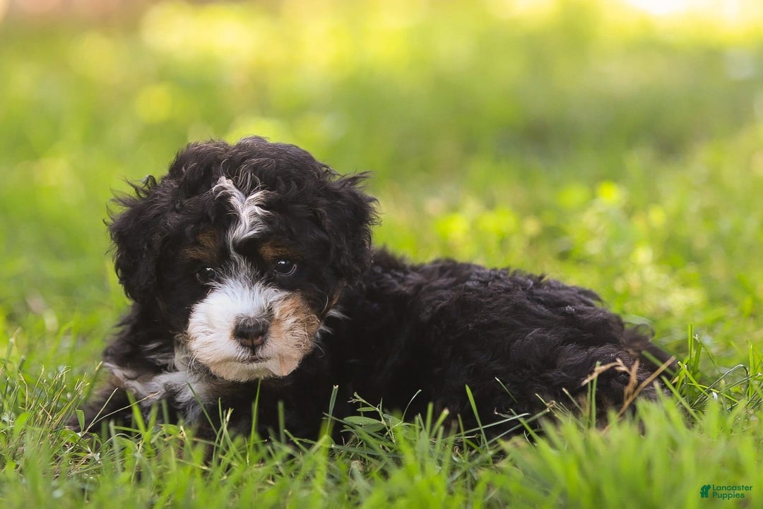 Mini Bernedoodle dogs for sale: Mia - Image 2