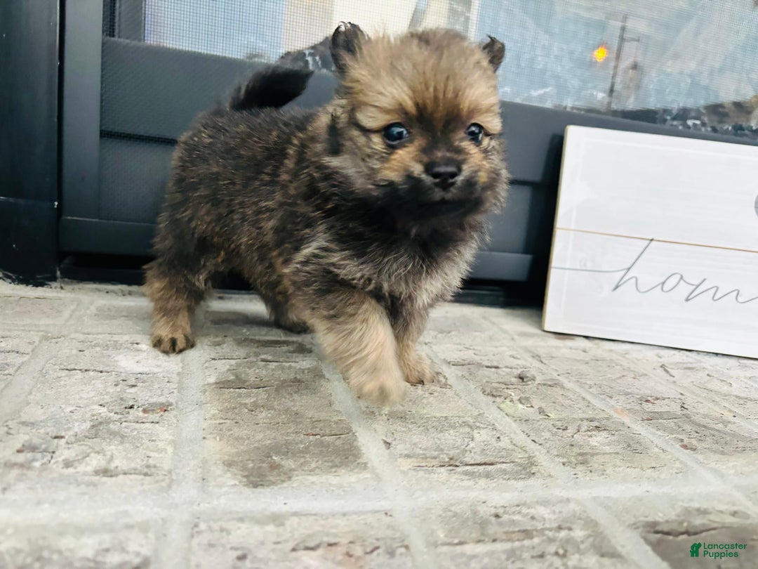 Pomeranian dogs for sale: Diesel - Image 4