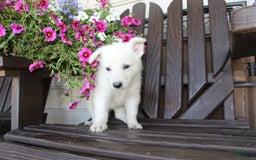 German Shepherd dogs for sale: Jim - Image 3