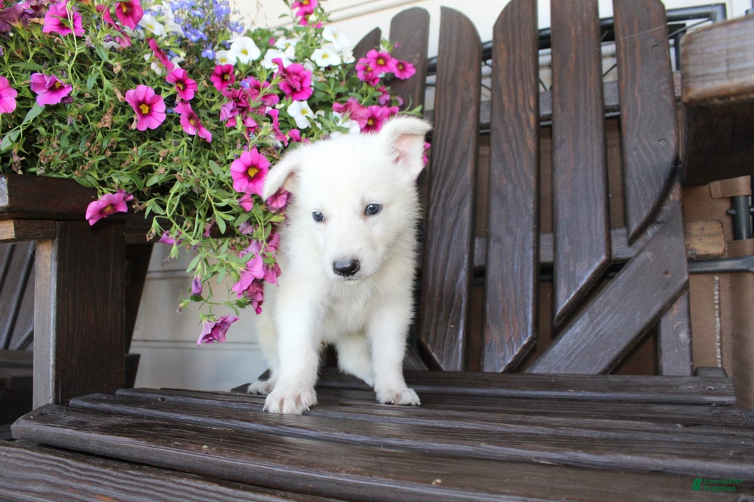 German Shepherd dogs for sale: Jim - Image 3