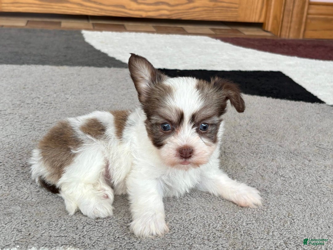 Coton De Tulear dogs for sale: Rita - Image 1