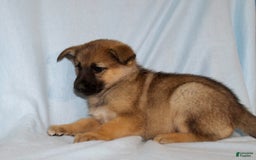 German Shepherd dogs for sale: Tiny - Image 2