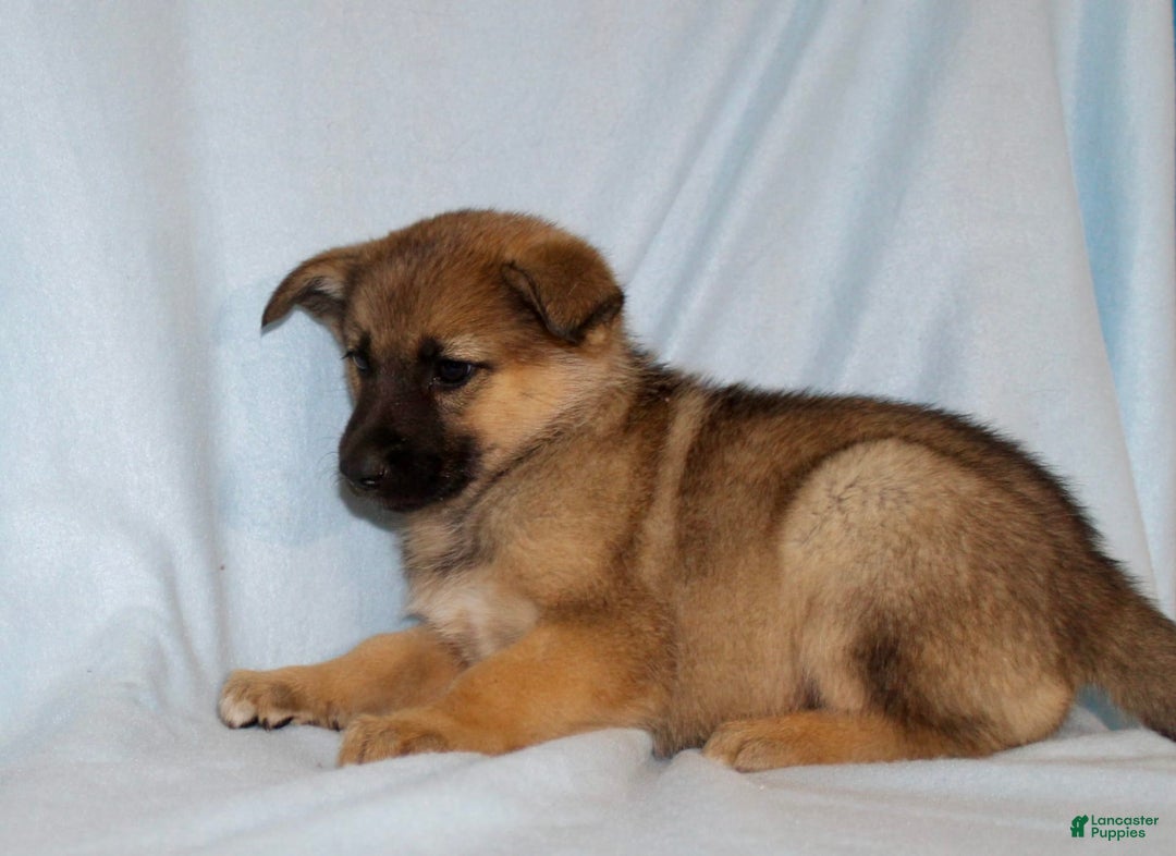 German Shepherd dogs for sale: Tiny - Image 2