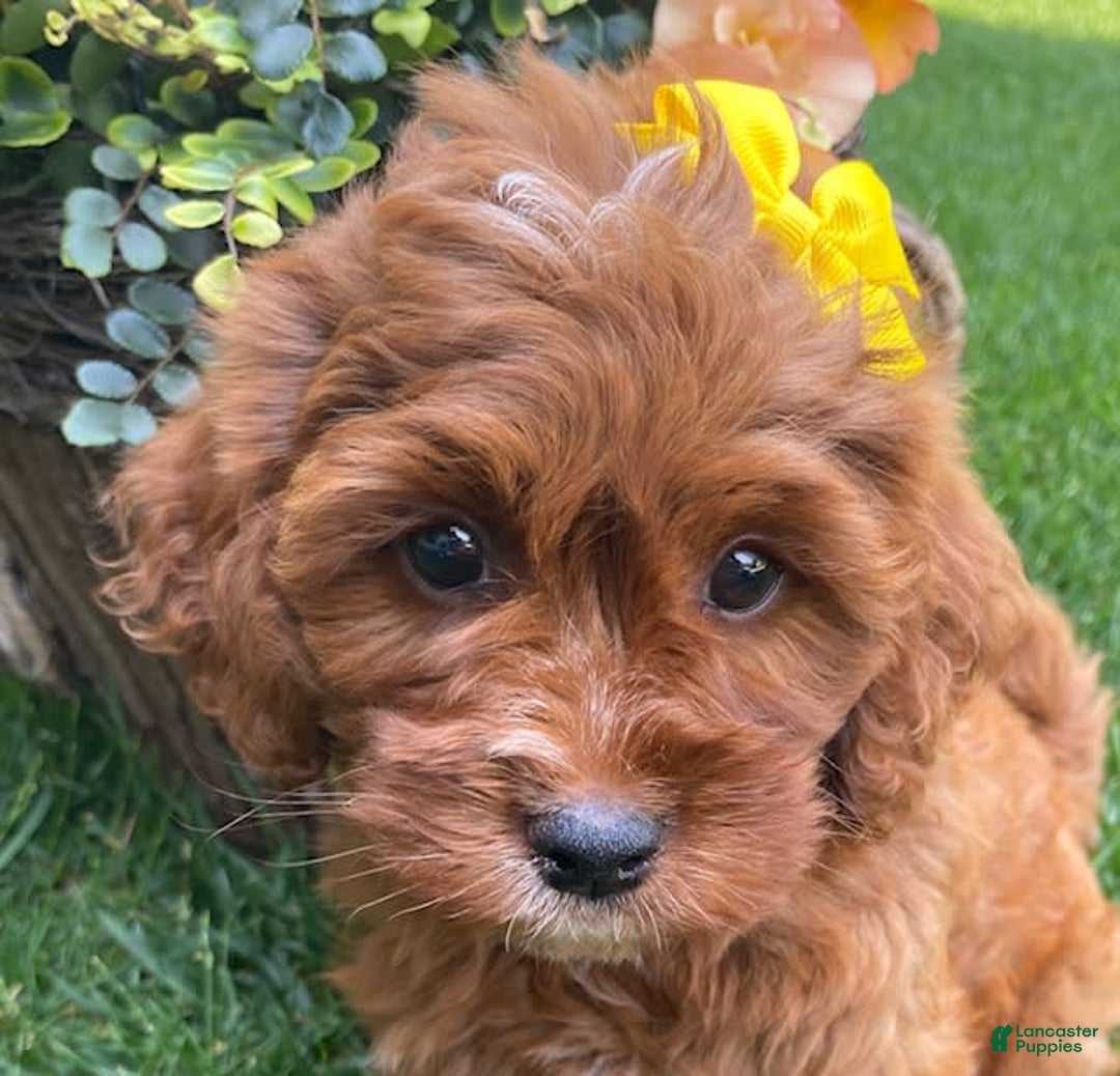 Cavapoo dogs for sale: Pixie - Image 1