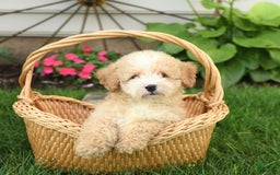Mini Bernedoodle dogs for sale: Pluto - Image 9
