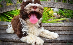 Havapoo dogs for sale: Dash - Image 10