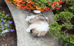 Teddy Bear dogs for sale: Robby - Image 3