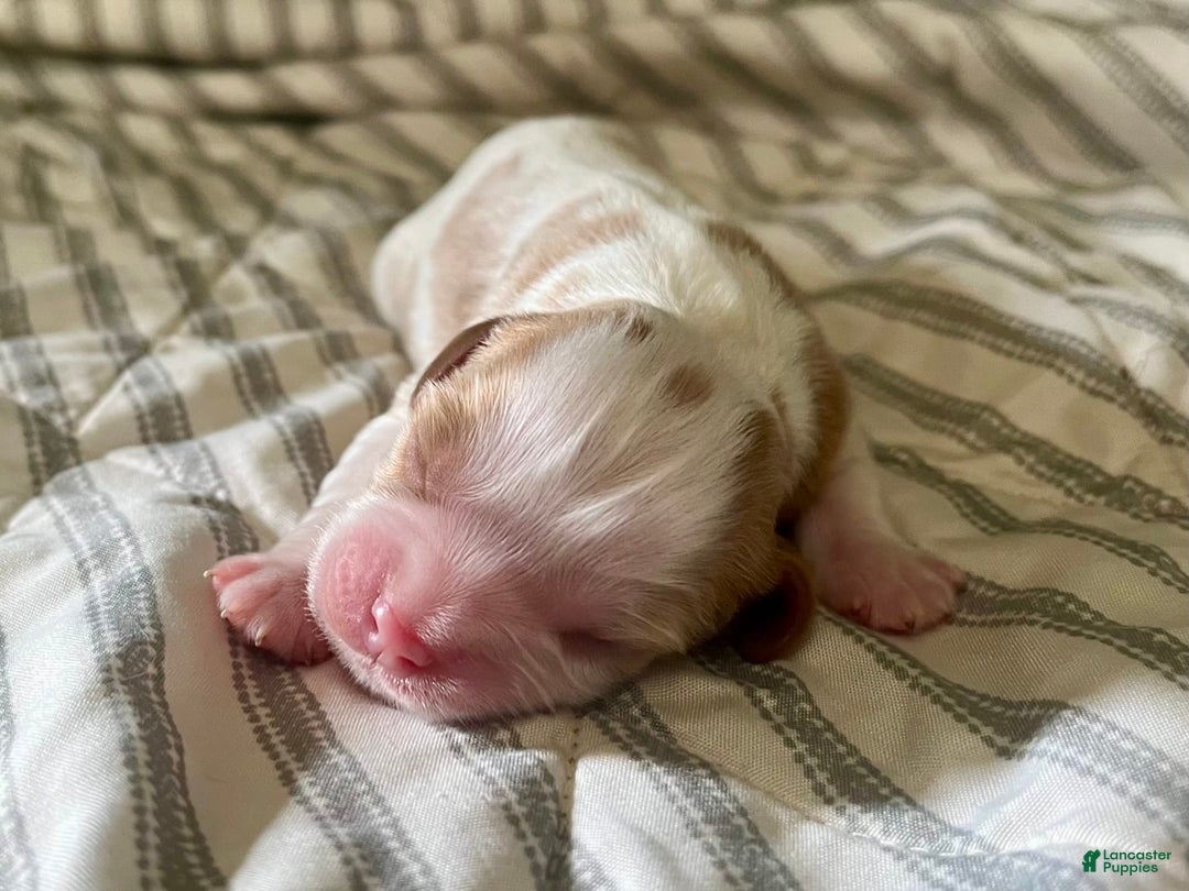 Cavalier King Charles Spaniel dogs for sale: Sparkey - Image 3
