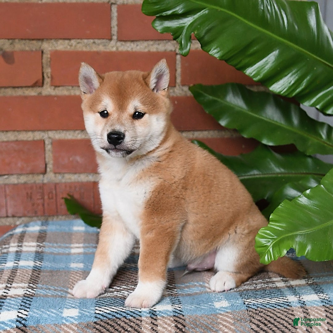 Shiba Inu dogs for sale: Bouncer - Image 4