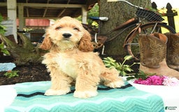 Cocker Spaniel dogs for sale: Huck - Image 15