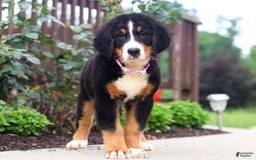 Bernese Mountain Dog dogs for sale: Katy - Image 9