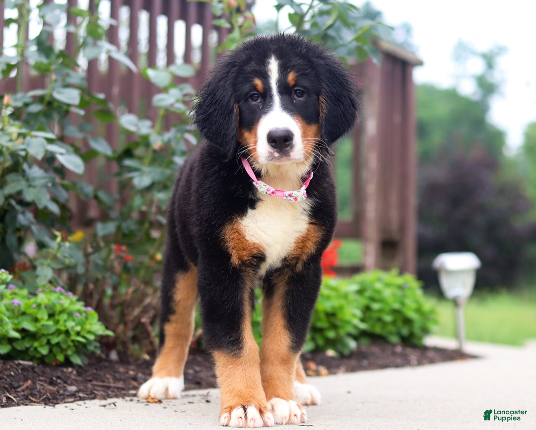 Bernese Mountain Dog dogs for sale: Katy - Image 9