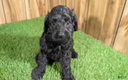 Cavapoo dogs for sale: Bertha Boy 1 - Image 2