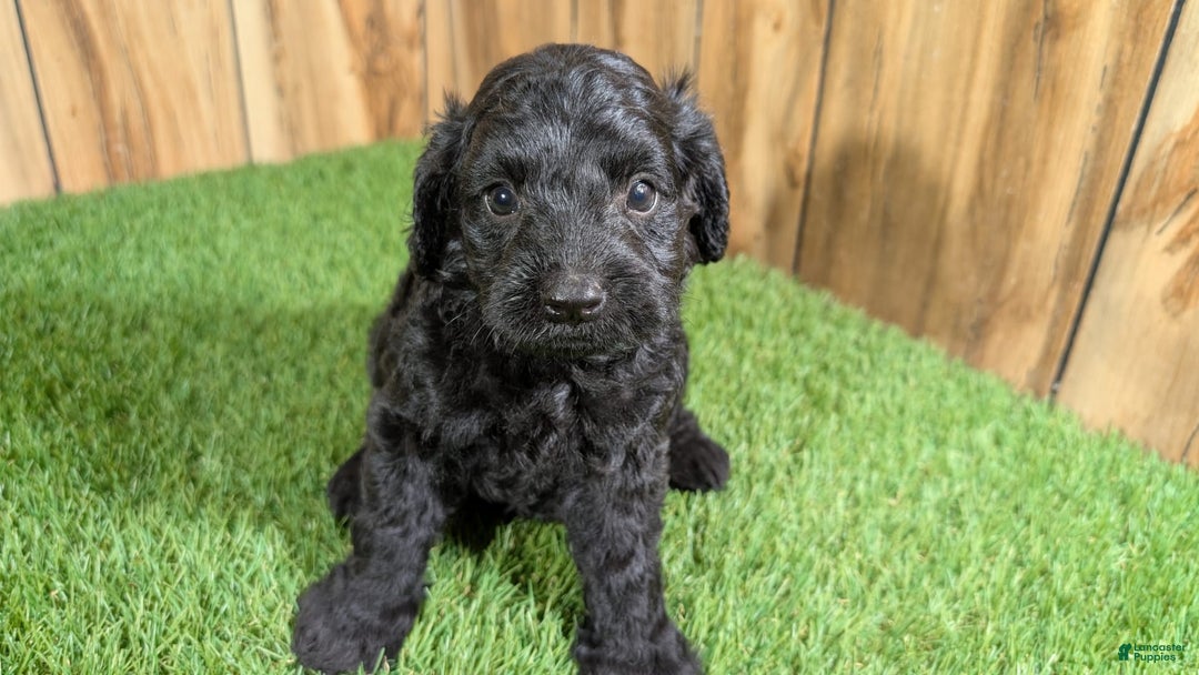 Cavapoo dogs for sale: Bertha Boy 1 - Image 2