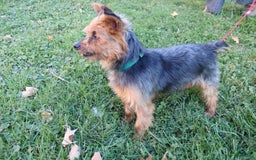 Yorkshire Terrier dogs for sale: Lucky - Image 11