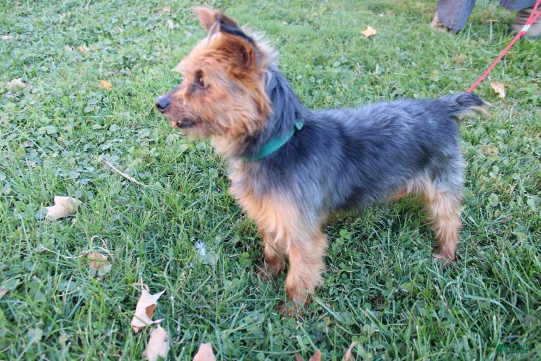 Yorkshire Terrier dogs for sale: Lucky - Image 11