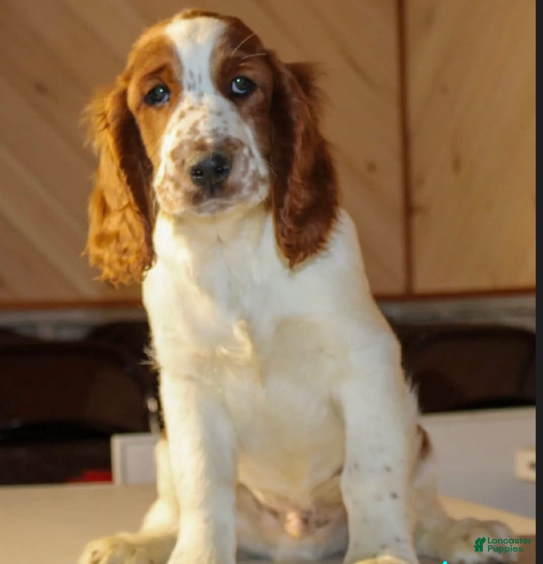 Welsh Springer Spaniel dogs for sale: Male Puppy - Image 7
