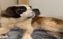 Saint Bernard dogs for sale: Violet - Image 3