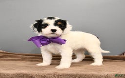 Cavapoo dogs for sale: Coconut - Image 4