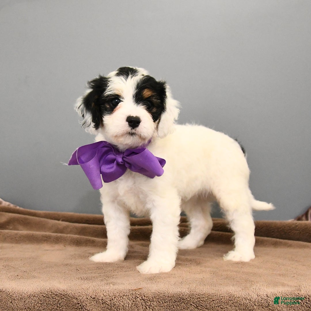 Cavapoo dogs for sale: Coconut - Image 4