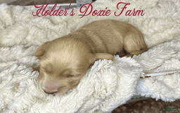 Miniature Dachshund dogs for sale: Thelma Lou - Image 6