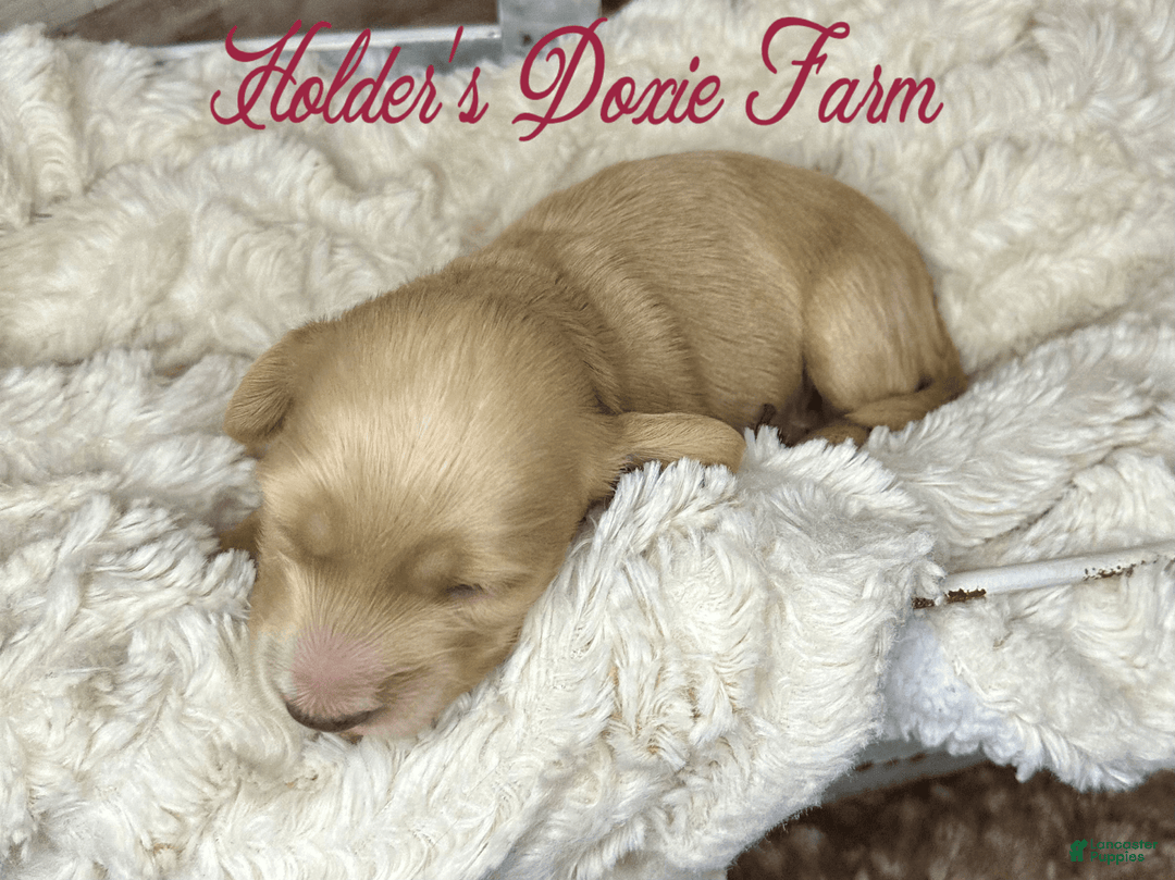 Miniature Dachshund dogs for sale: Thelma Lou - Image 6