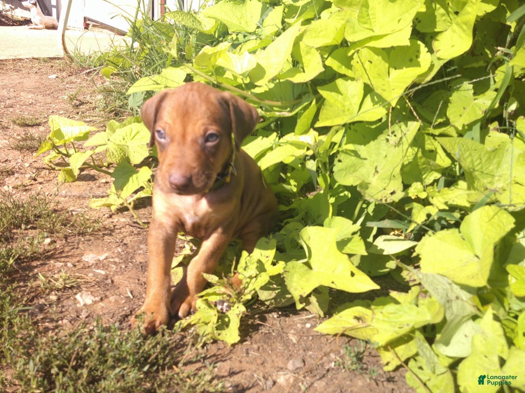 Rhodesian Ridgeback dogs for sale: Copper - Image 3