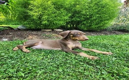 Doberman Pinscher dogs for sale: Dozer - Image 3