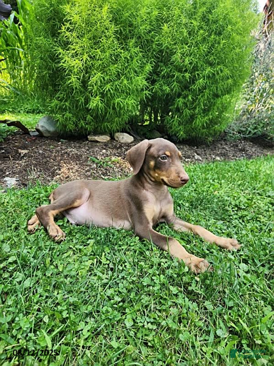 Doberman Pinscher dogs for sale: Dozer - Image 3