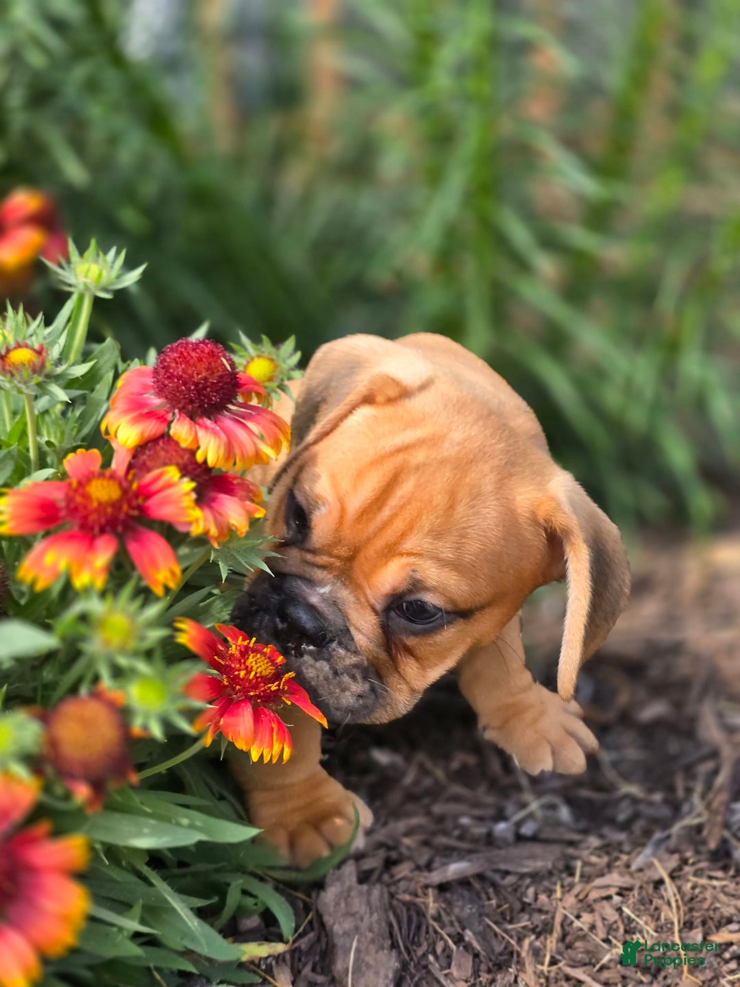 English Bulldog dogs for sale: Hunter - Image 5