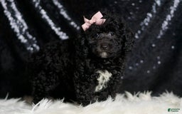 Miniature Poodle dogs for sale: Raven - Image 4
