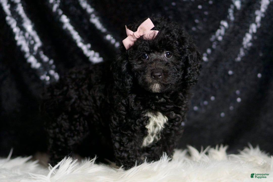 Miniature Poodle dogs for sale: Raven - Image 4
