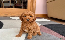 Cavapoo dogs for sale: Kaylee - Image 1