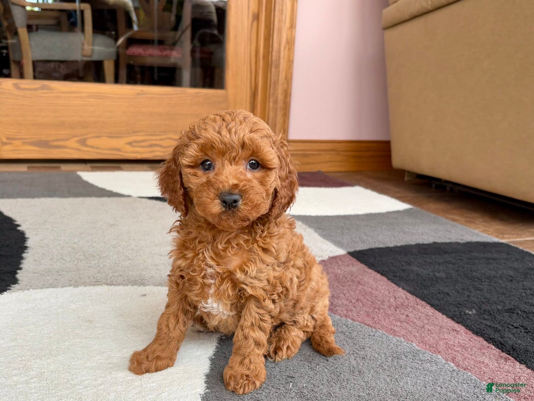 Cavapoo dogs for sale: Kaylee - Image 1