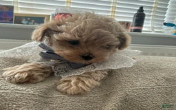 Maltipoo dogs for sale: Lora - Image 2